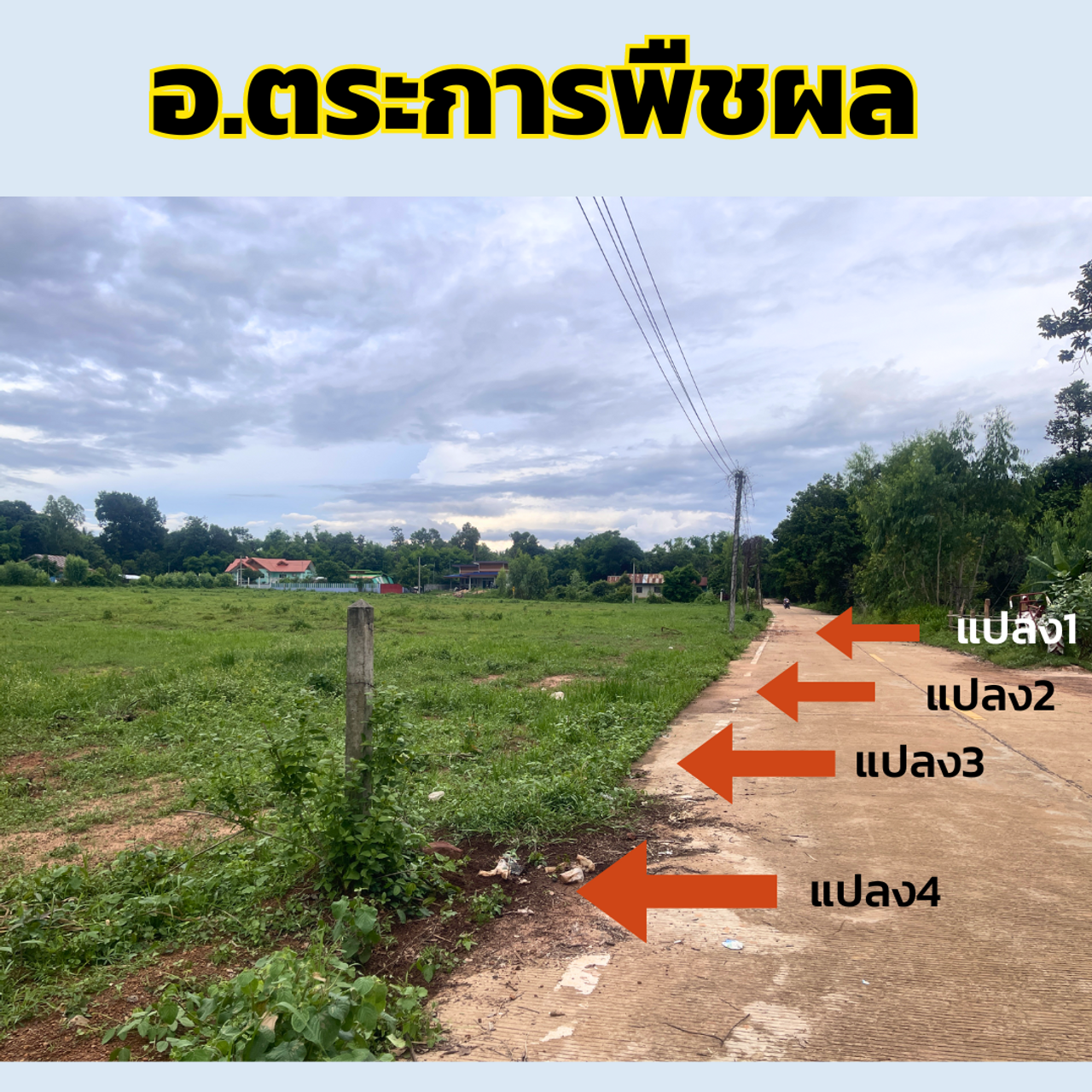 รูปภาพเพิ่มเติม ที่โฉนด-เขตเทศบาลตระการพืชผล-บ้านดอนใหญ่ - ลำดับที่ 1