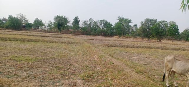 ขายที่ดิน เมืองปราสาท ajqfaHDS