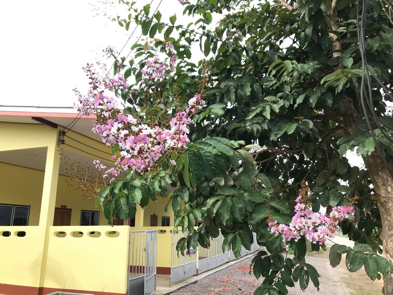 รูปภาพเพิ่มเติม บ้านเช่าเมยานี - Mayanee's-Mansion - ลำดับที่ 5