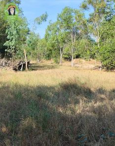 ขายที่ดินโซนบ้านหนองบัว หนองมะนาว ขามใหญ่ ในเมือง